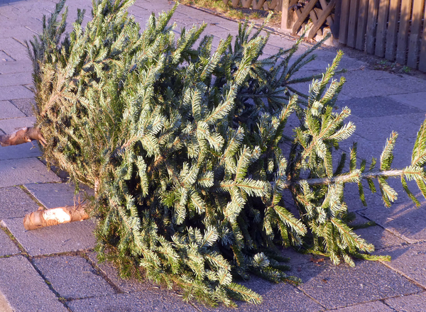 Weihnachtsbaum am Straßenrand