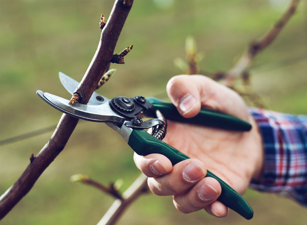 Mit einer GArtenschere wird ein Ast abgeschnitten