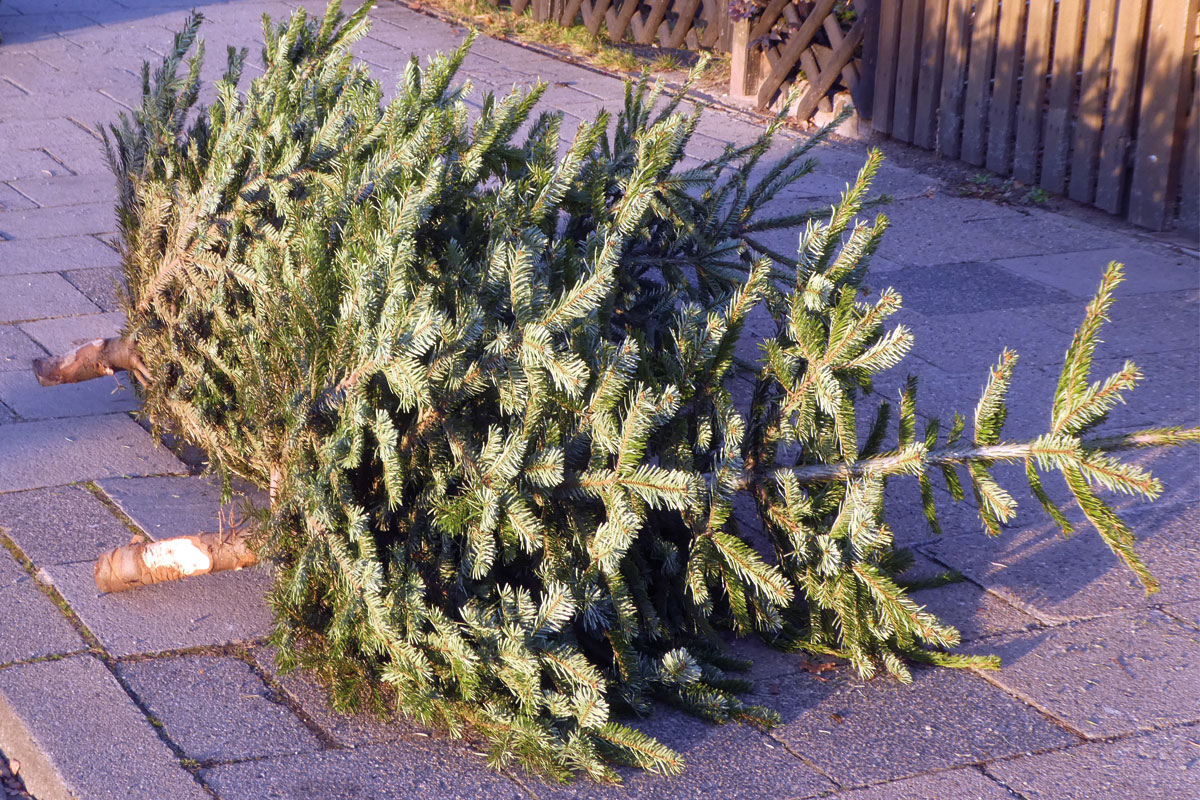 Zwei Weihnachtsbäume liegen abgeschmückt am Straßenrand.